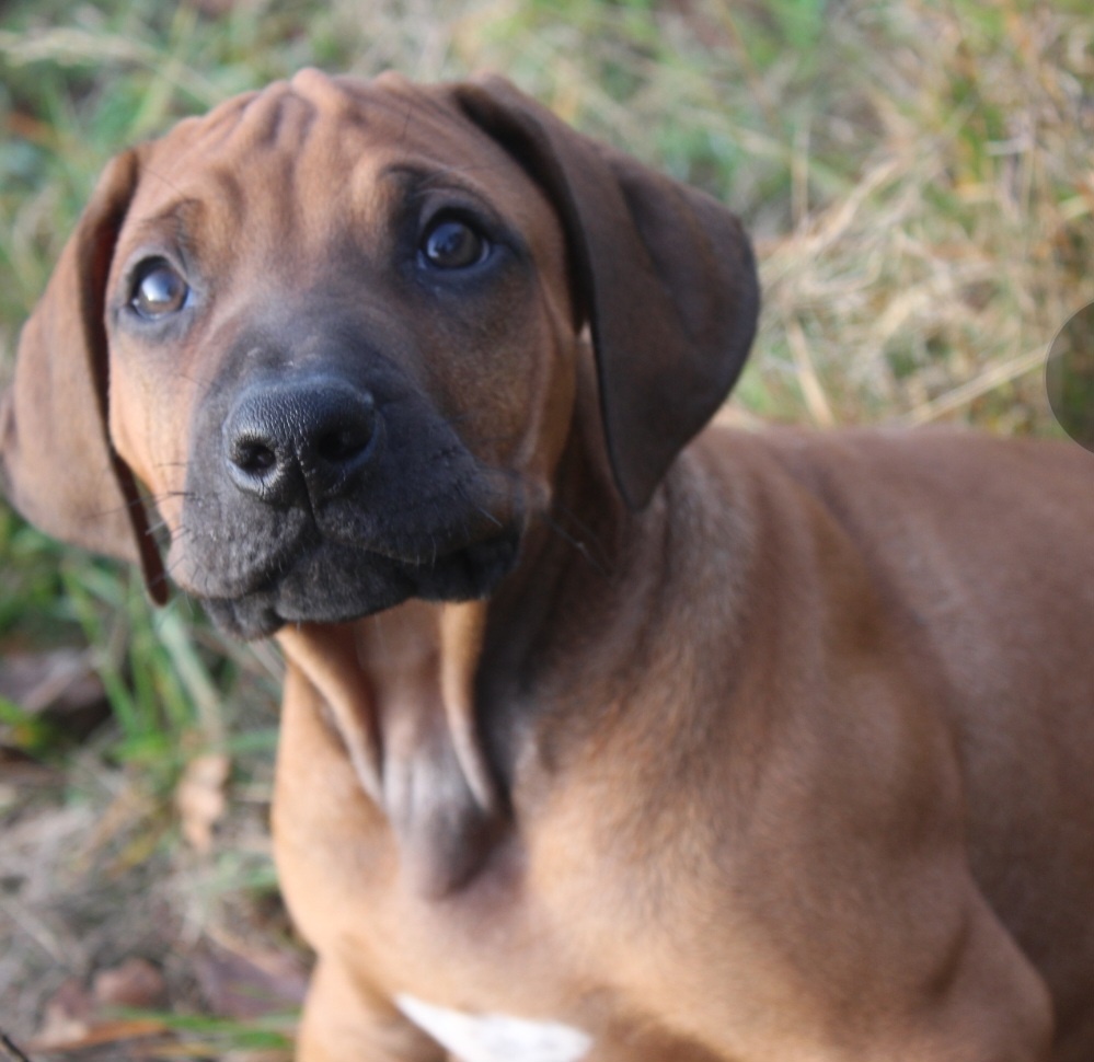 Rhodéský ridgeback - 12