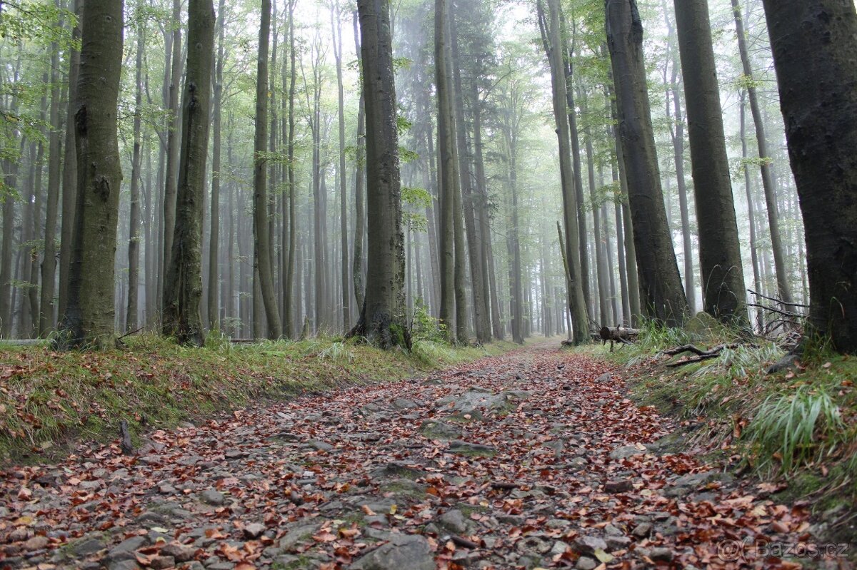 Canon EOS 650D + EF-S 18-55mm IS II + EF 50mm f/1.8 II ... - 12