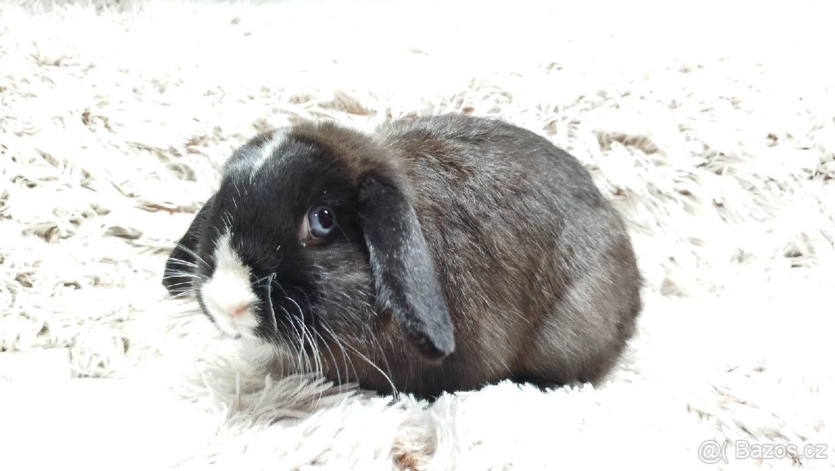 Zakrslý beránek, králíček, králík - 12