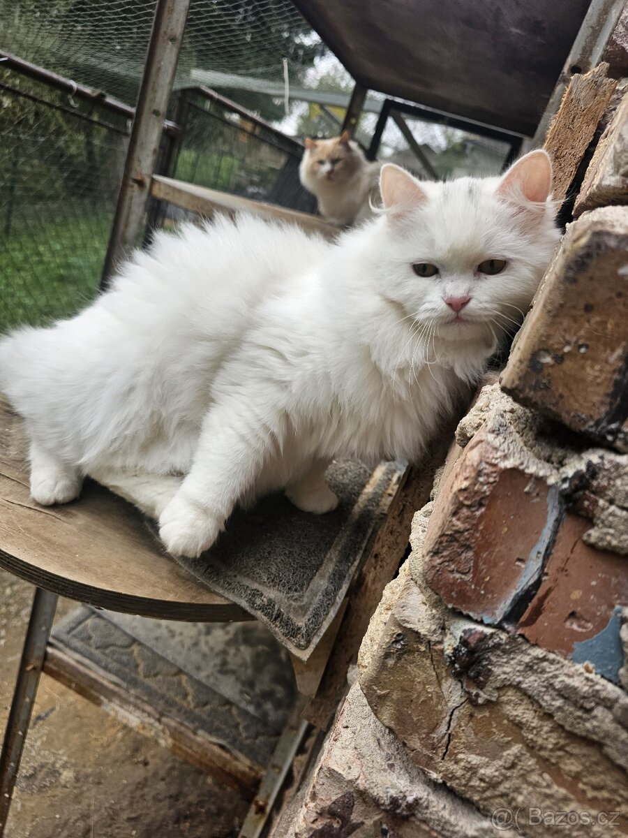 Sibiřská kočka něvská maškaráda - 12