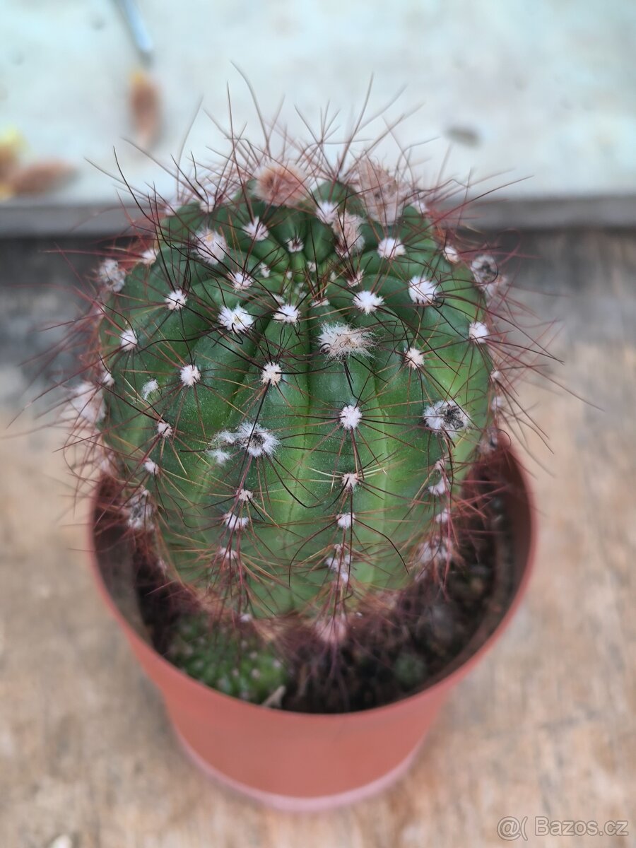 Kaktusy a sukulenty - 12