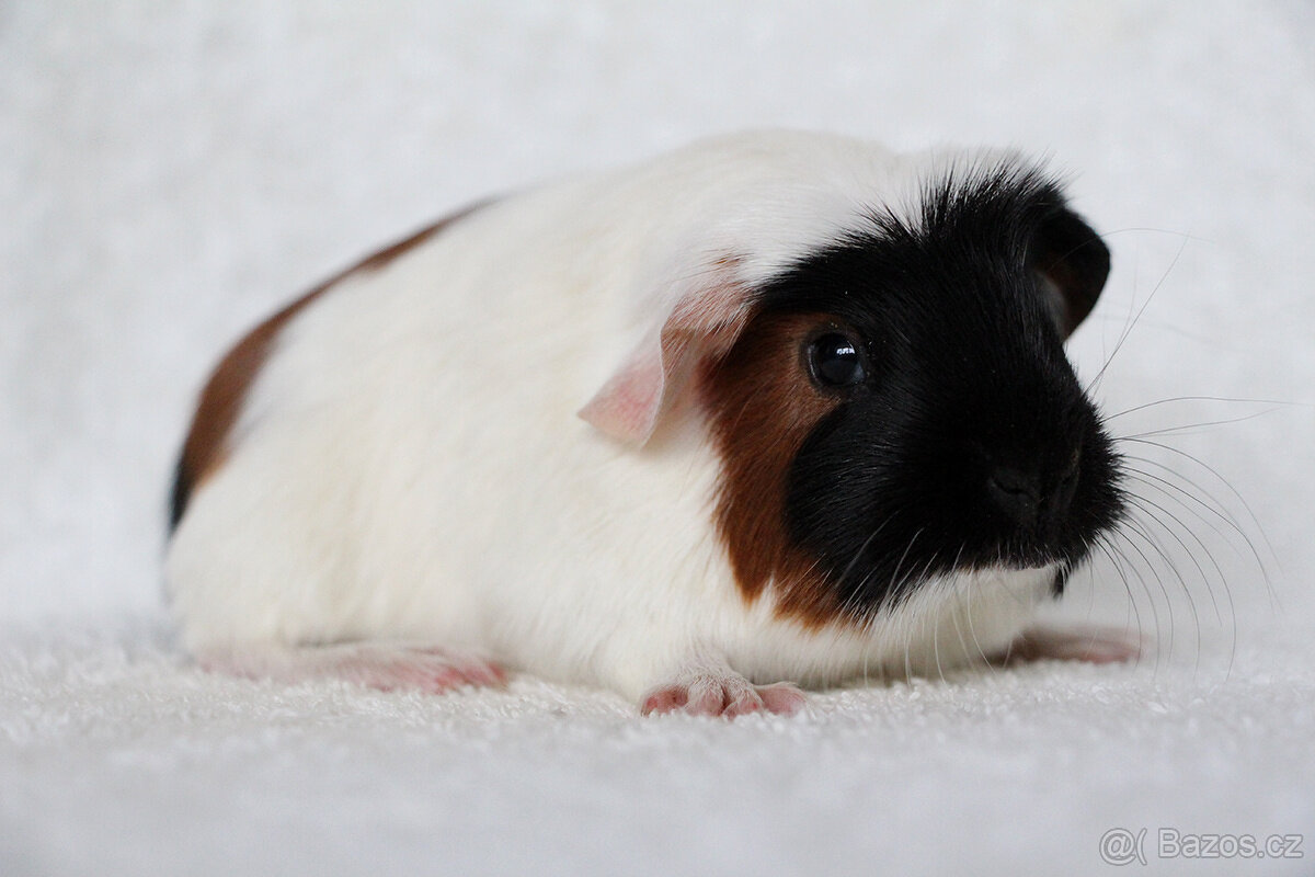 Morče, morčátko, morčata s PP - krátkosrstá - 12