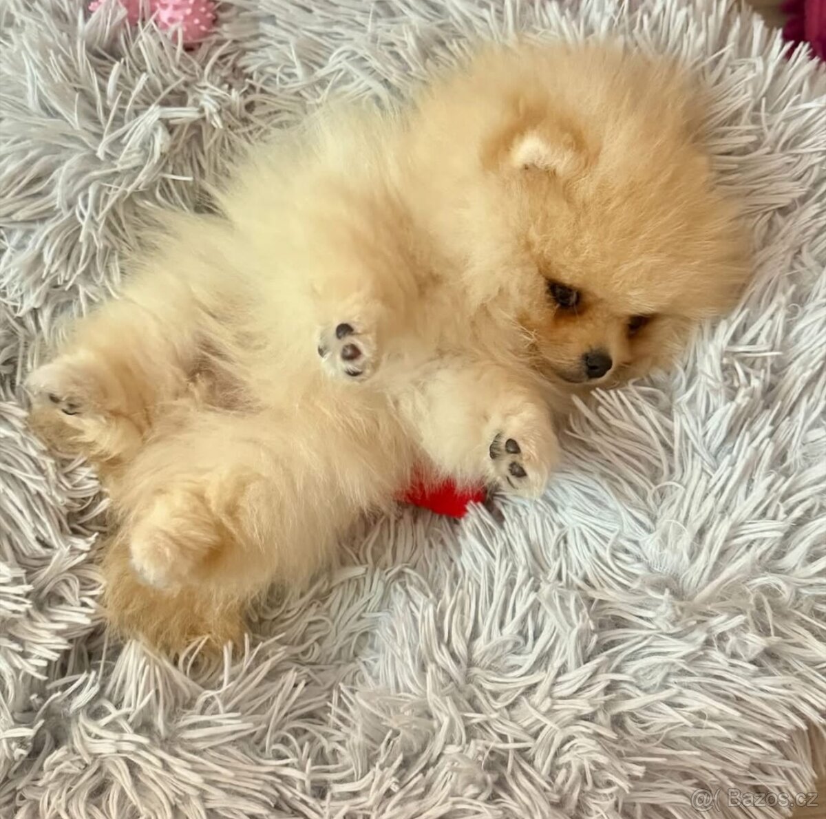 POMERANIAN S PP FCI - ch.s. z Malebného povltaví - 12