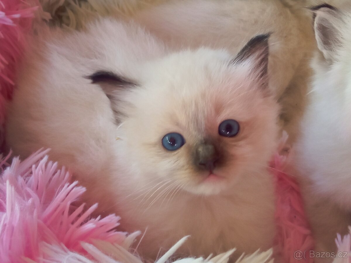 Kocourek Ragdoll ke krytí - 12