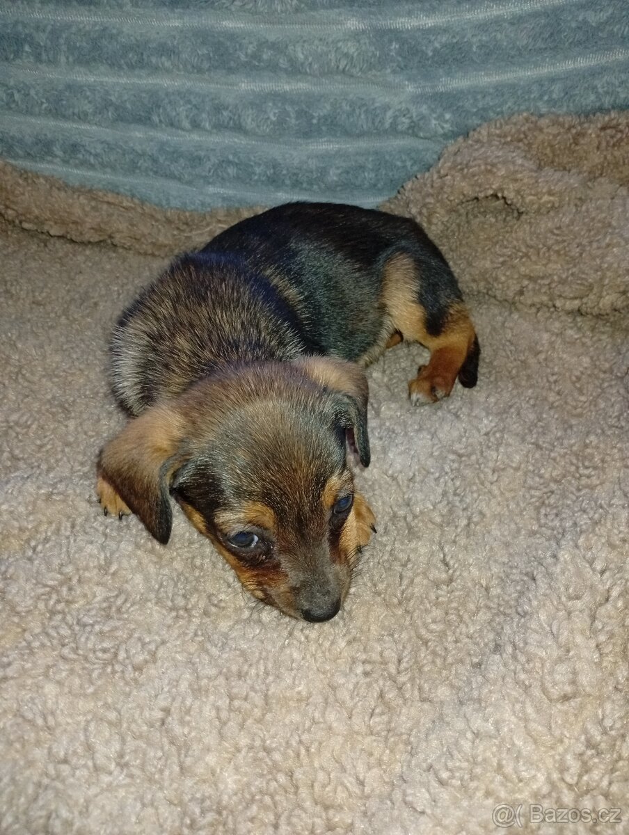 Štěňátka - 12