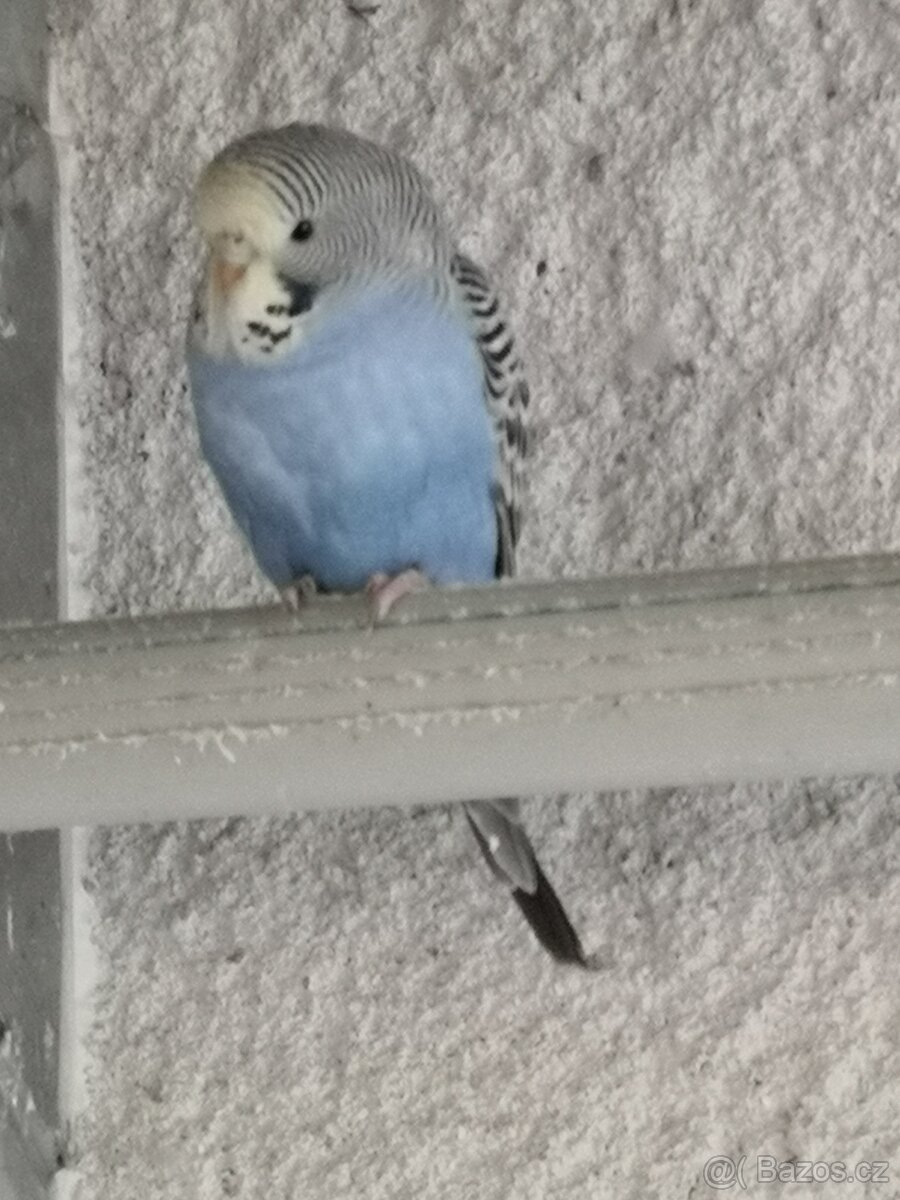 ANDULKA VLNKOVANÁ - 12