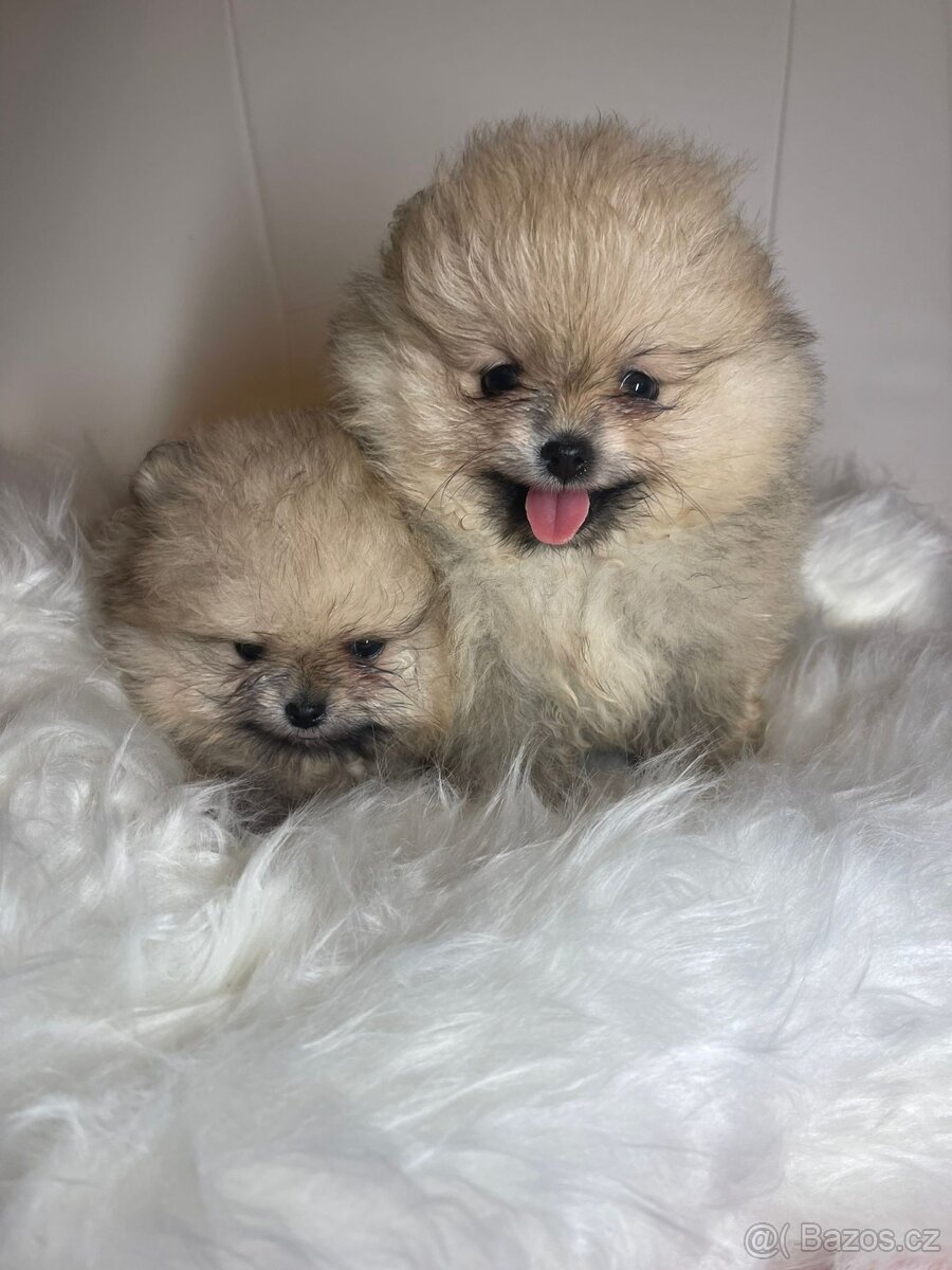 Pomeranian s PP FCI - nádherná štěňátka - 12