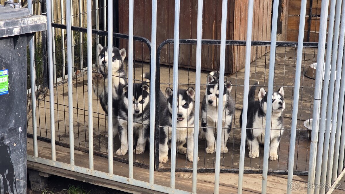 Štěňata Sibiřský husky - 12