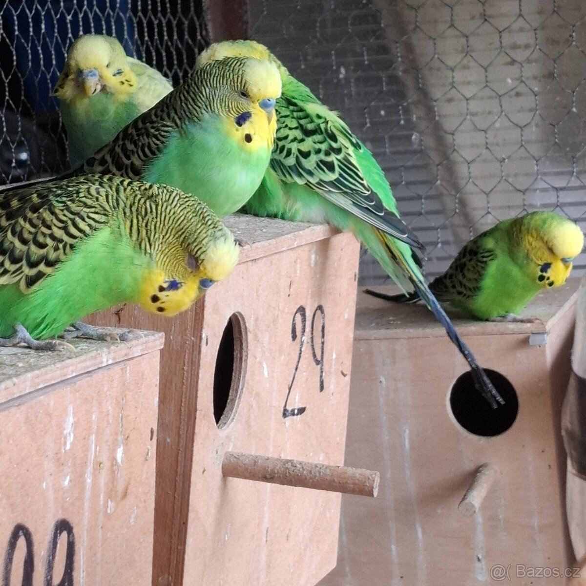 ANDULKY K ODBĚRU - 12