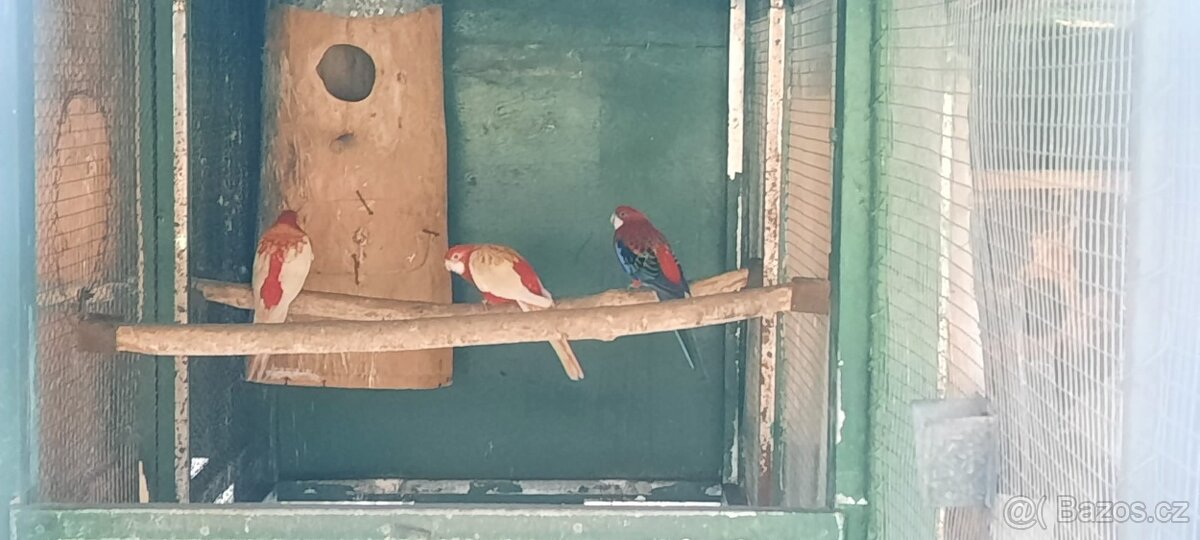 Prodám Rosela Penant straka - 12