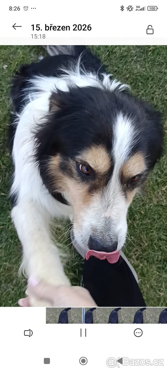 Border Kolie bez PP - 12