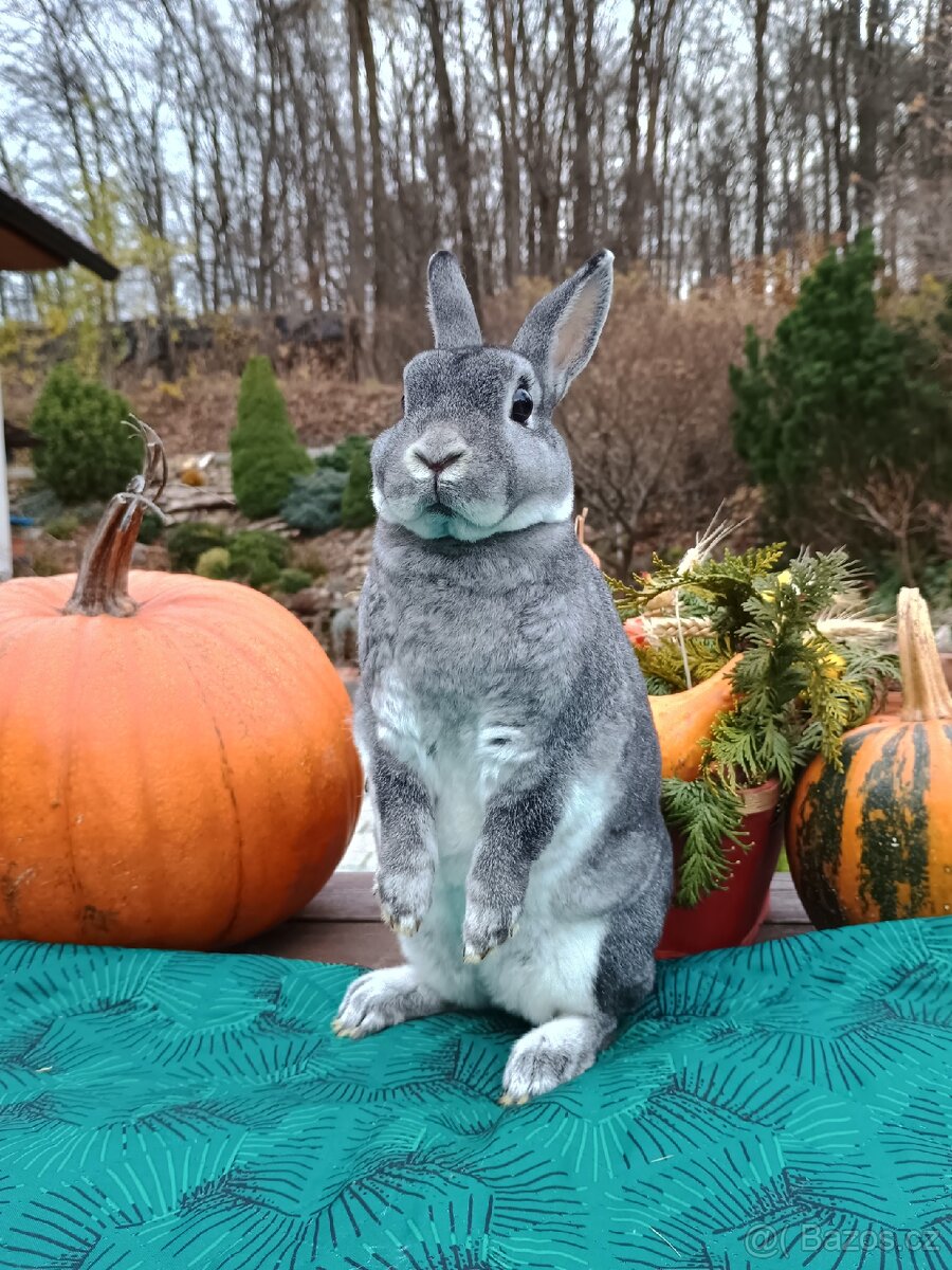 Zakrslý rex činčilový samička 94b - 12