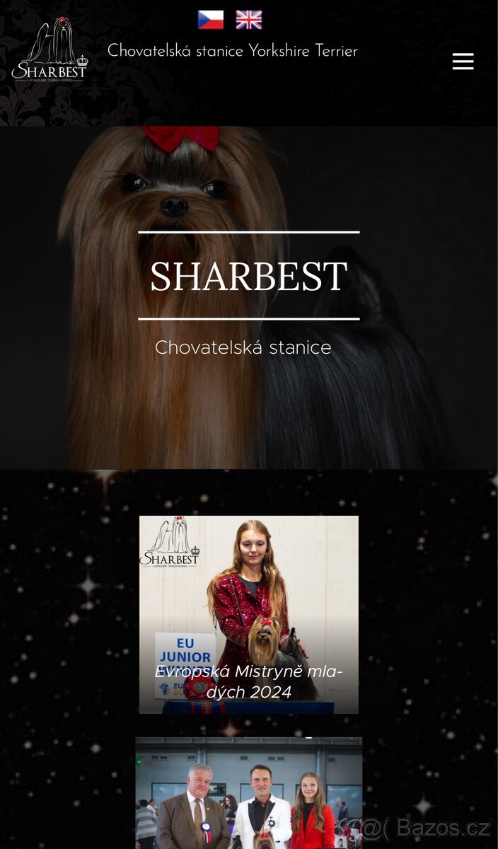 Jorkšírsky teriér s PP FCI, fenečka - 12