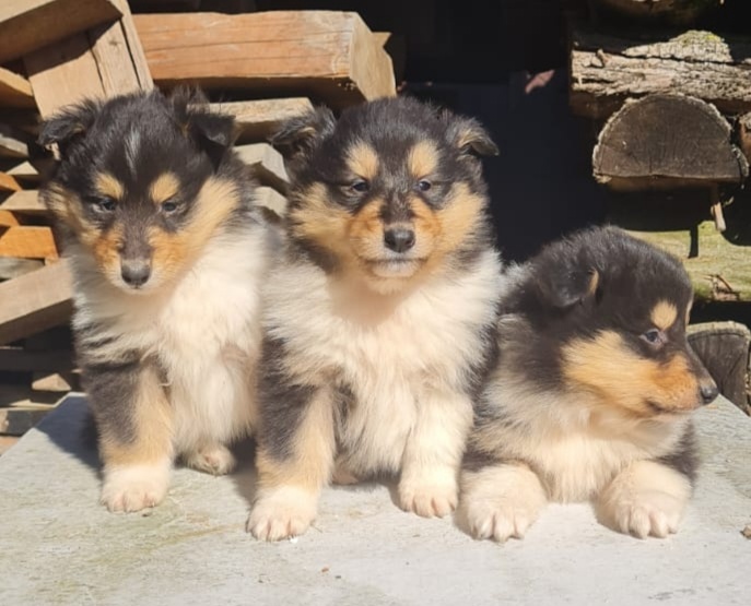 Kolie dlouhosrstá - 12