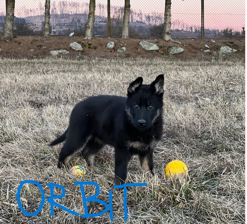 Německý ovčák-štěňata - 12