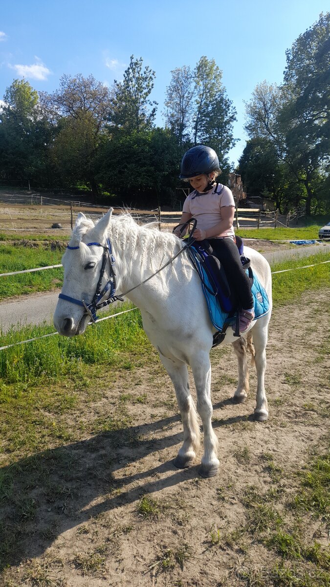 Prodám ponyho do sportu či k aktivnímu hobby - 12