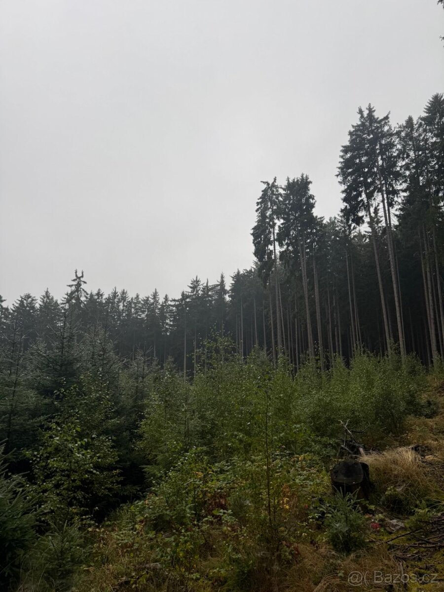Prodám lesní pozemky v k.ú. Nicov - 12