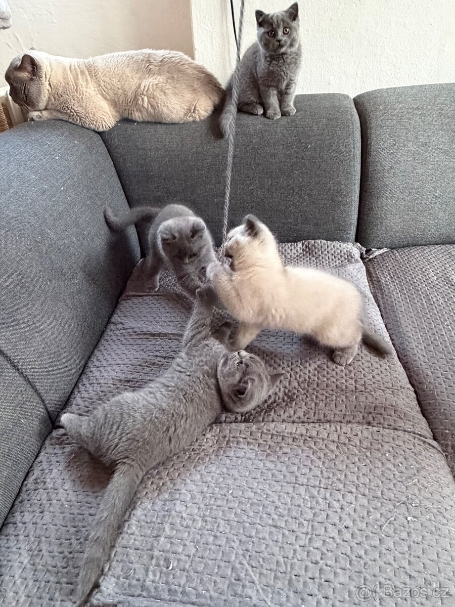 Britská koťata - 12