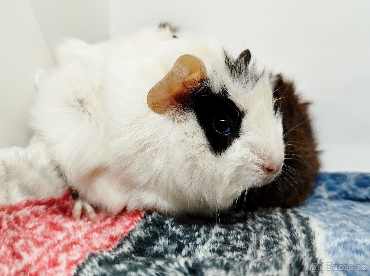 Morče, Morčata, Morčátko, Morčátka - GINA A GINA - 12