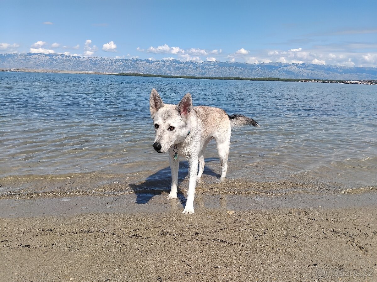 Rezervace husky štěňat - 12