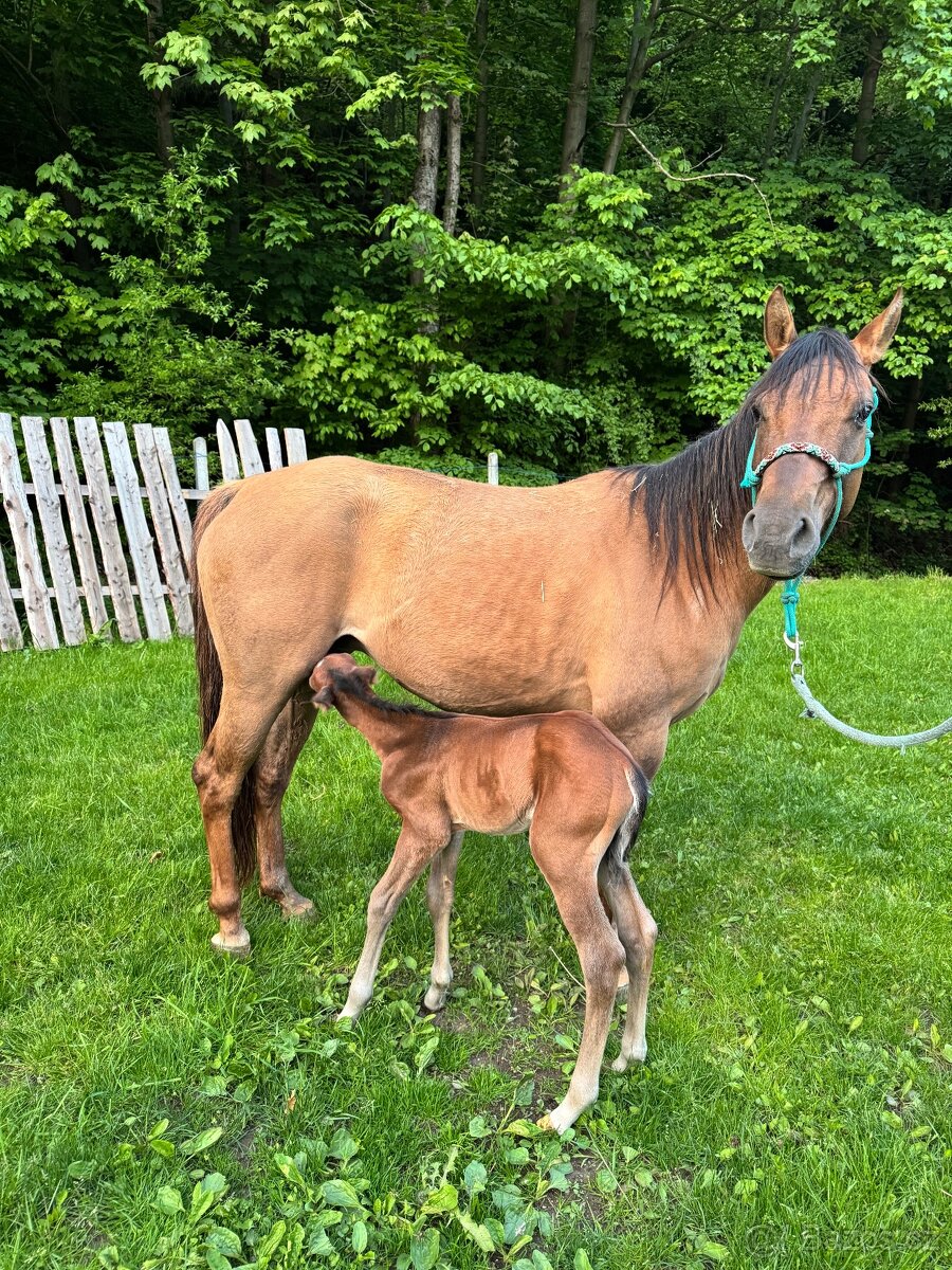 Qh hřebeček- dark buckskin - 12