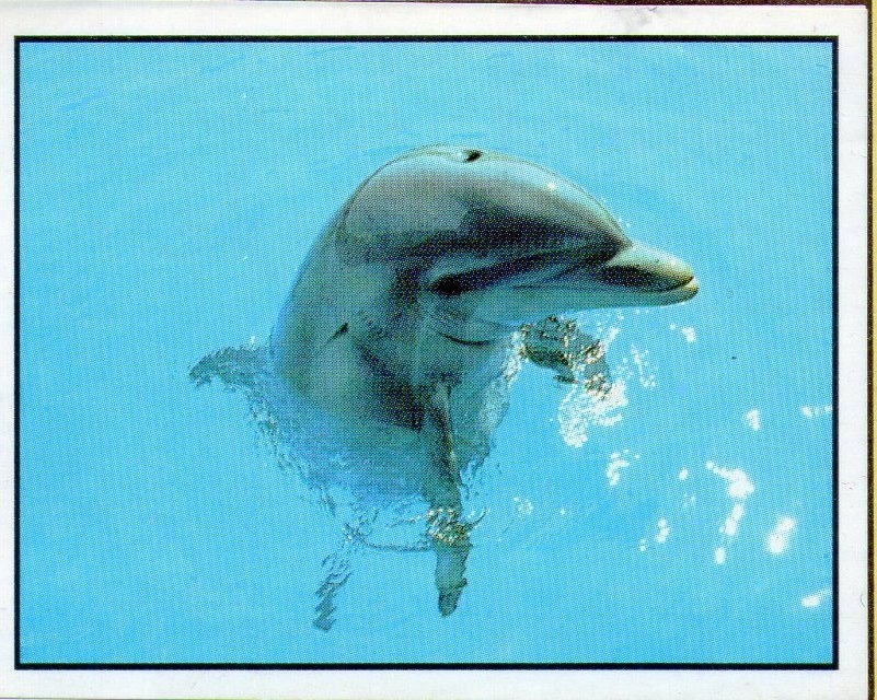 Encyklopedie ohrožených zvířat WWF Lutra Panini (1991) - 12