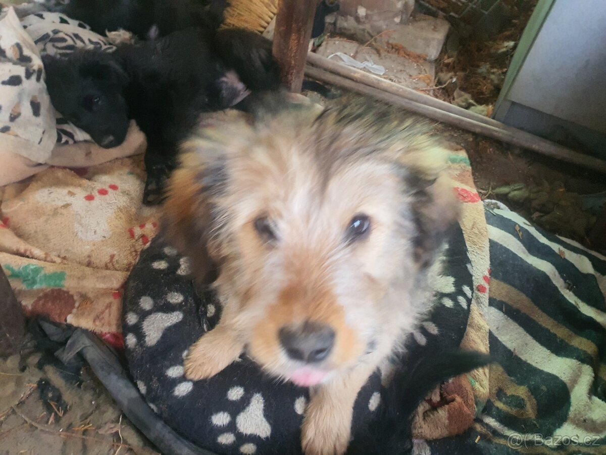 stene krizenec borderkolie× bretansky ohar/holandsky pinc - 12