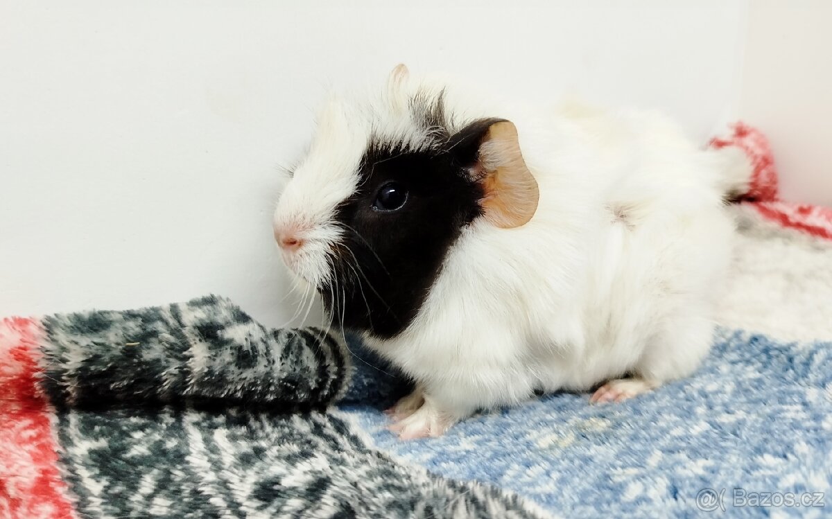 Morče, Morčata, Morčátko, Morčátka - GIGI A GINA - 12