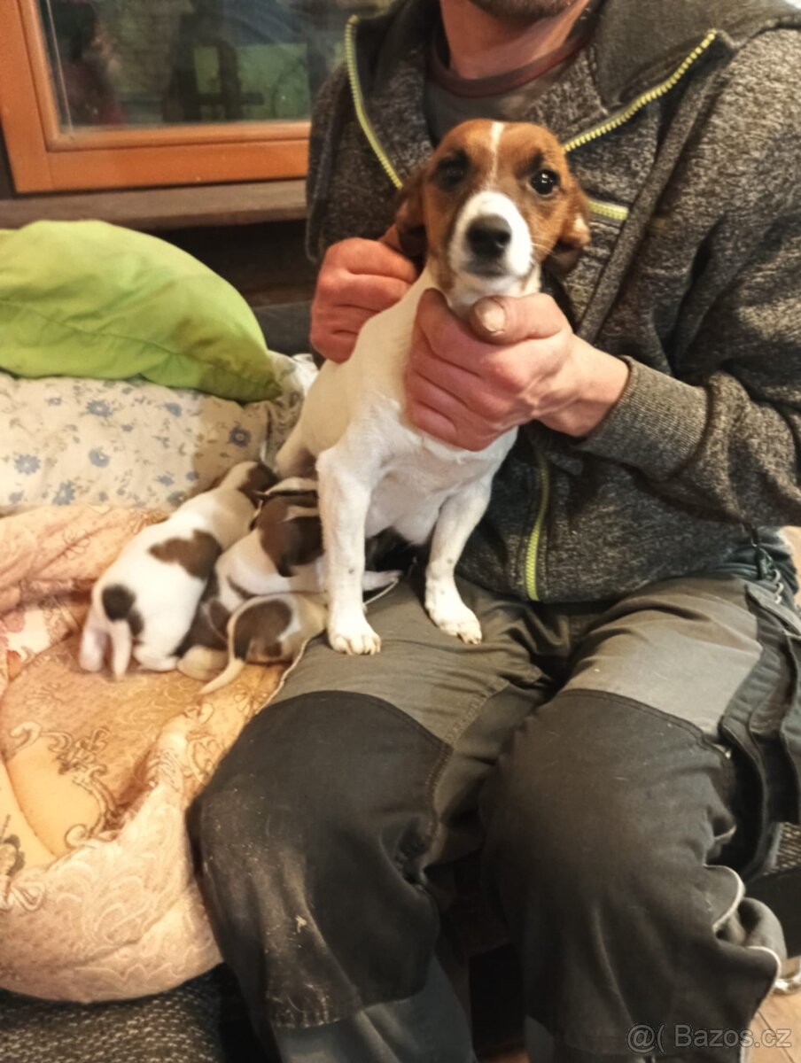 Jack Russell teriér bez PP - 12