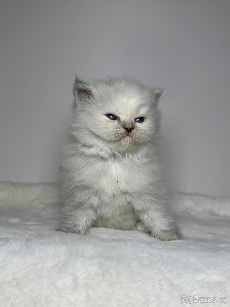Sibiřská kočka s PP – kočička Imperia - 12