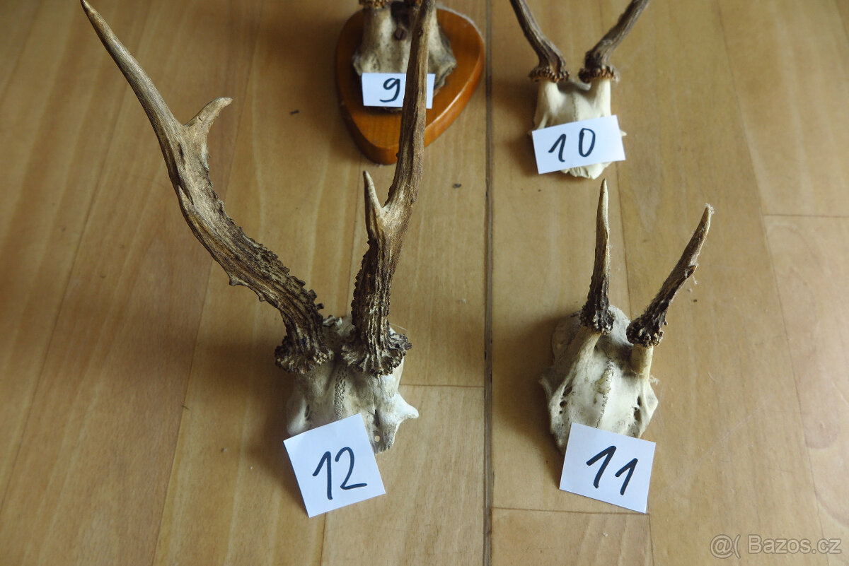 Srnčí parůžky - 12