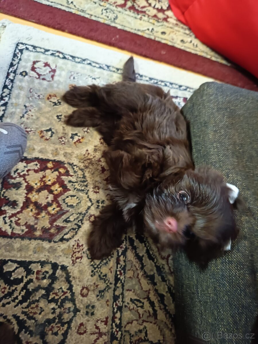 Štěňata s PP Jorkšírský teriér, Chocolate - 12