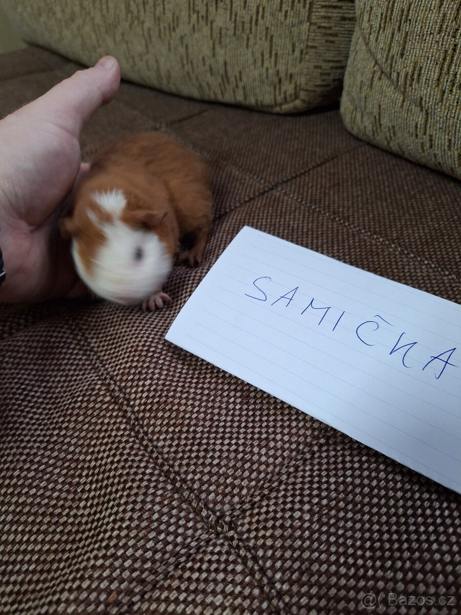 morče US teddy (4xsamec,2samice) - 12