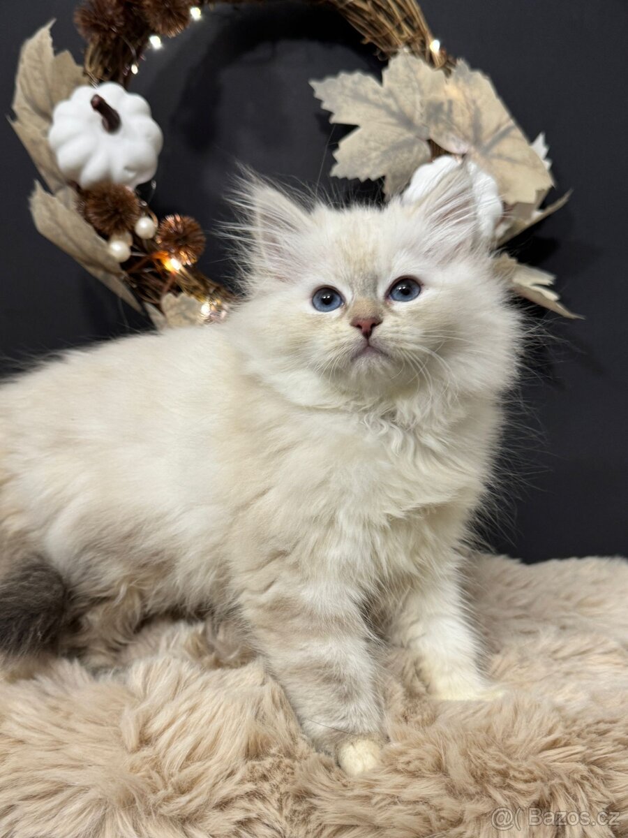 Sibiřská kočka s PP – kočička Indira - 12