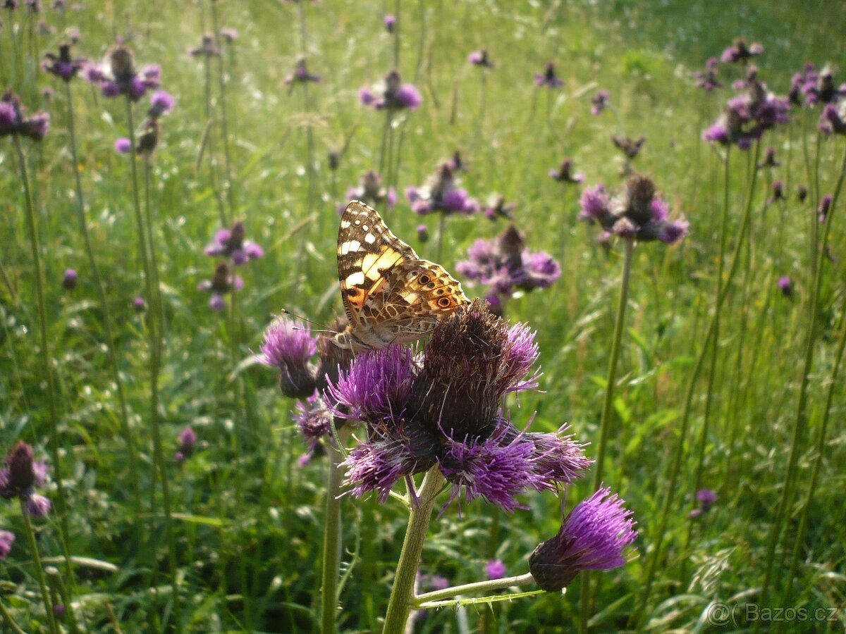 Chata 34m² se zahradou 5030m², Česká Třebová - 12