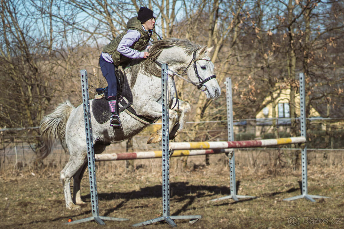 Připouštění čistým arabským hřebcem - 12