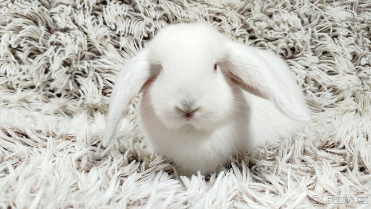 Zakrslý beránek, králíček, králík - MOLLY - 12