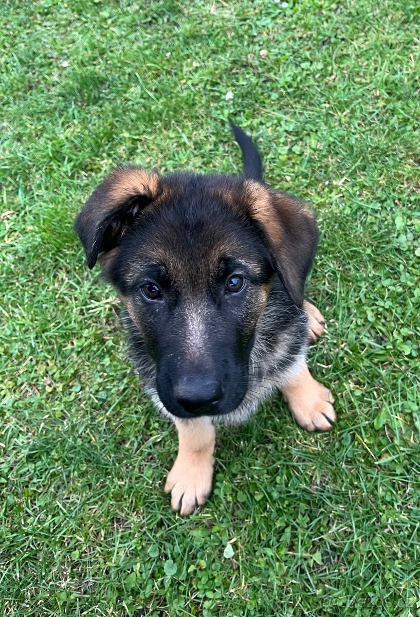 Německý ovčák - štěňata s PP - 12