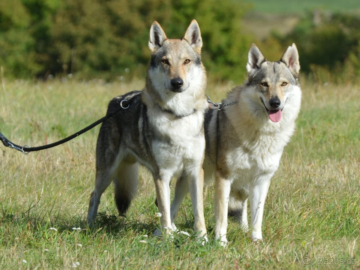 Československý vlčák - 12