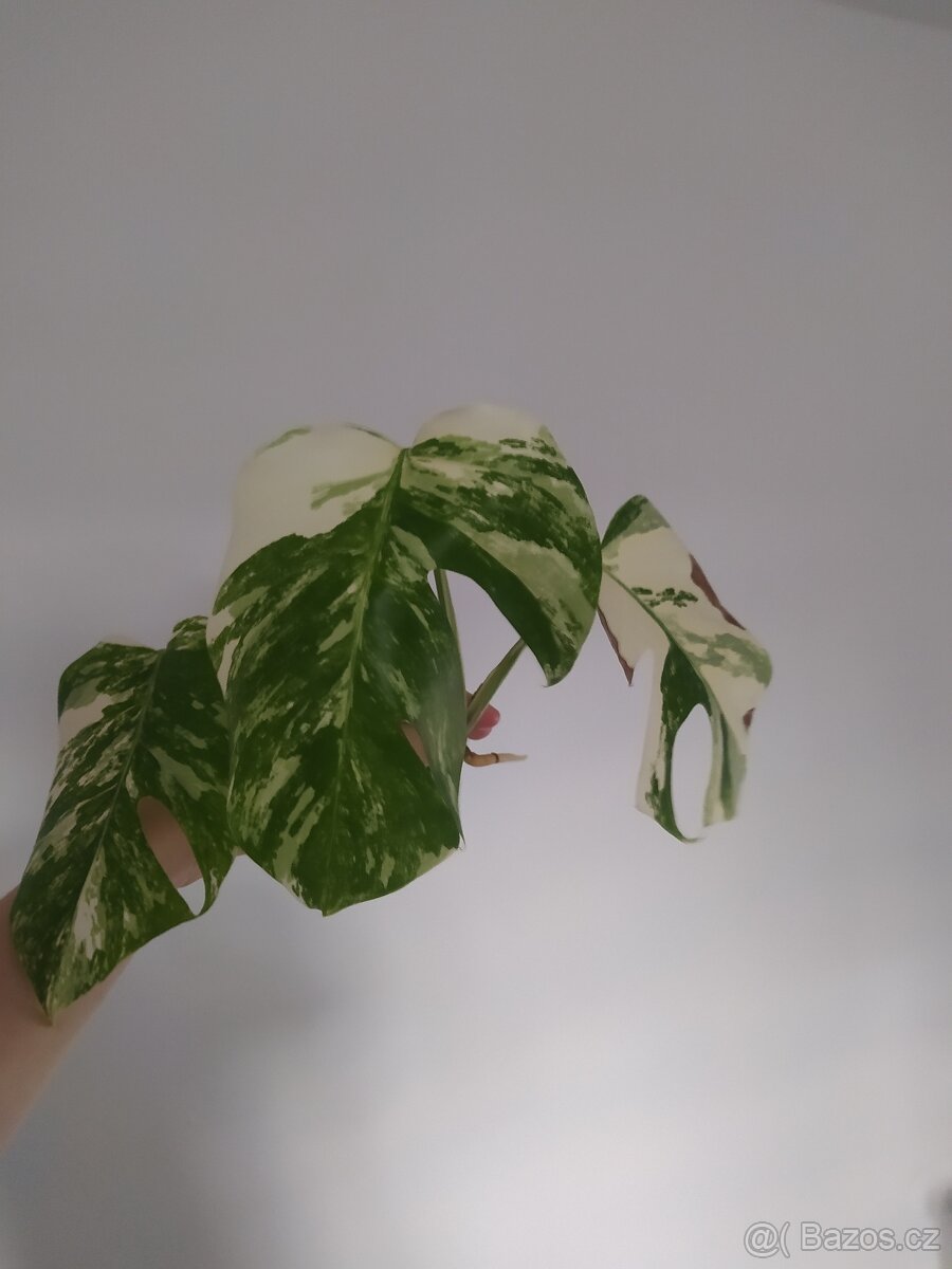 Monstera Albo Variegata - 12