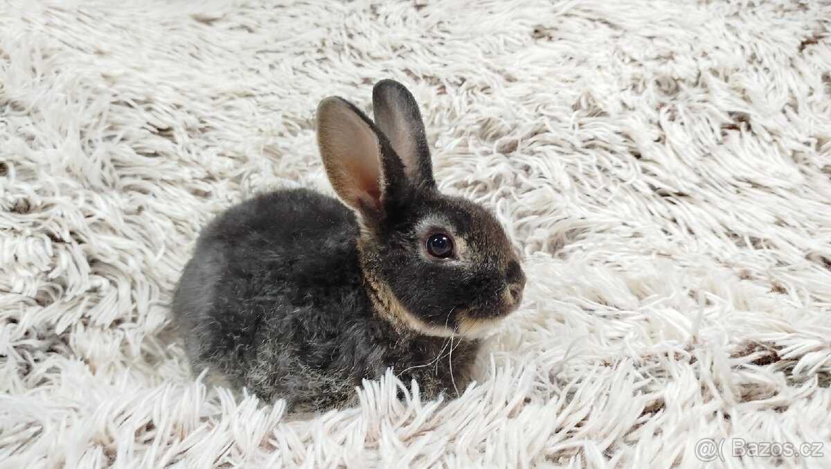 Zakrslý králík, králíček-(REX)-DAISY - 12