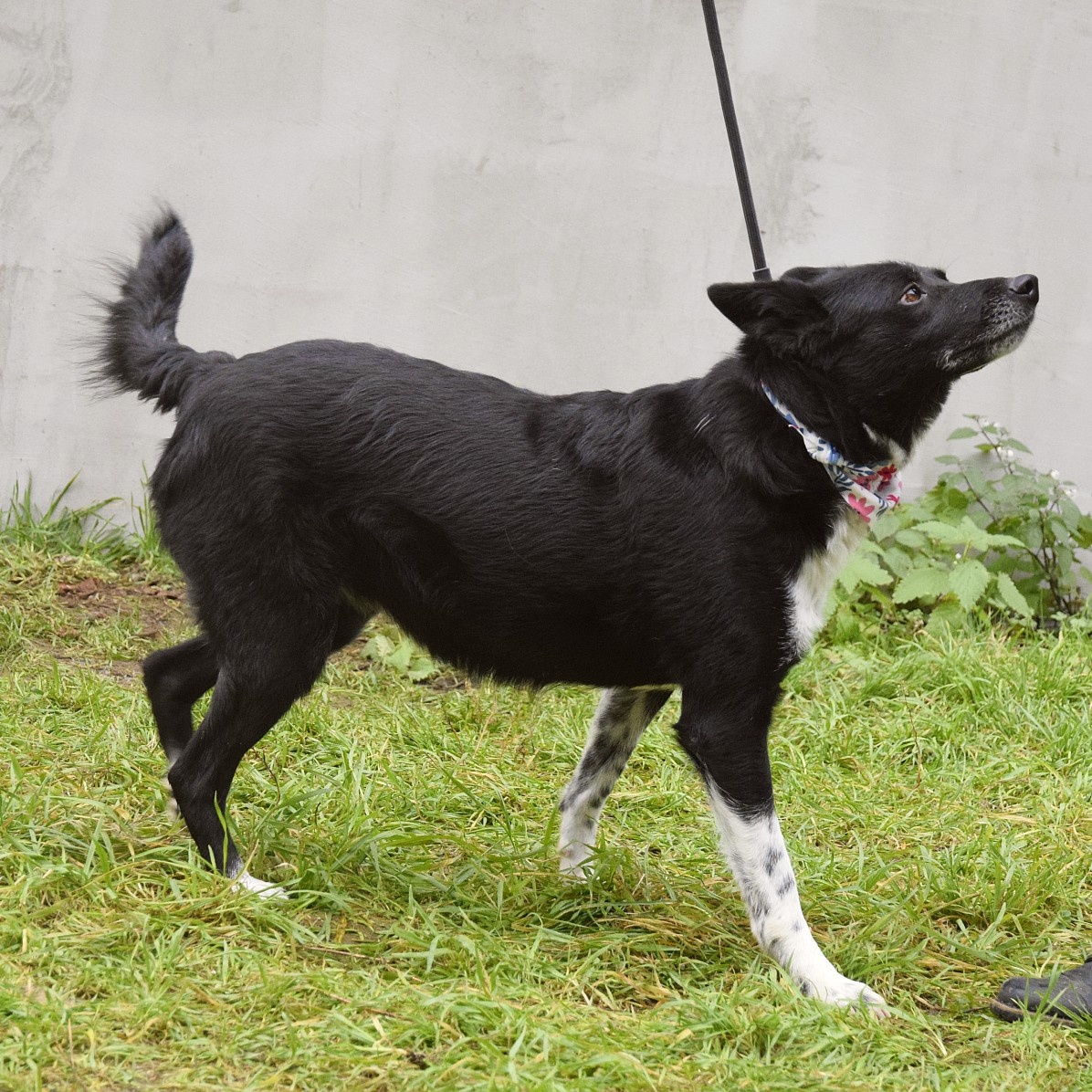 Naja hledá domov - 12