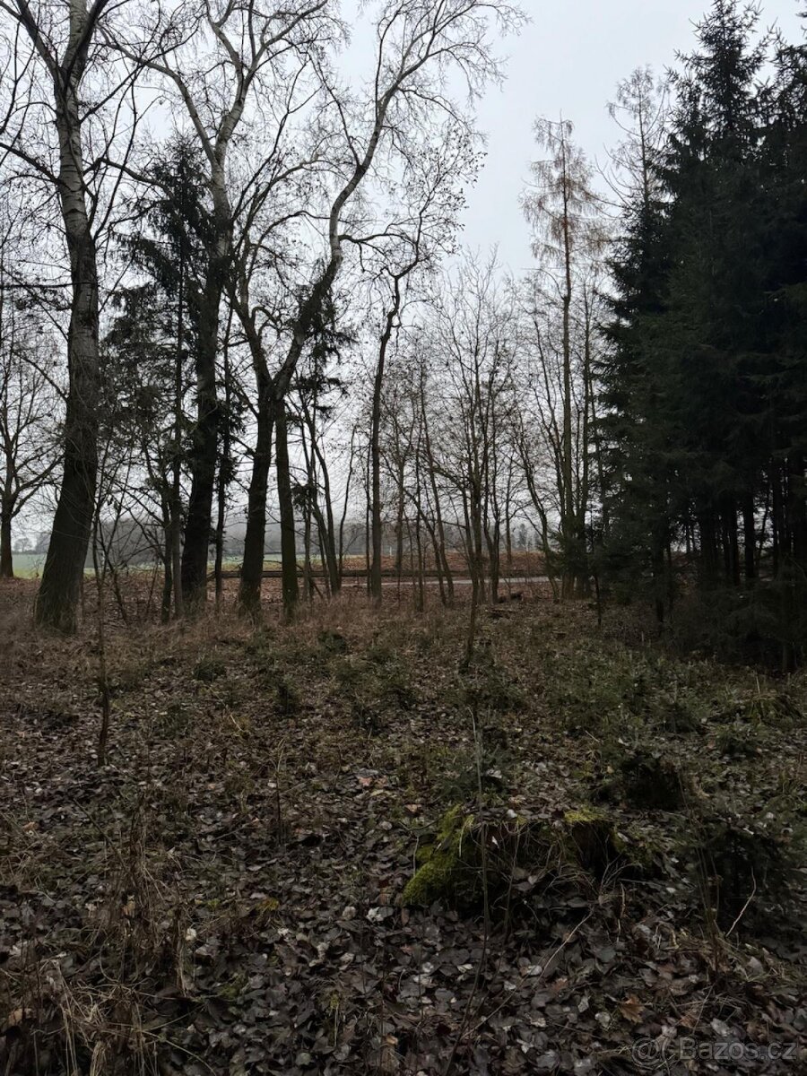 Prodej lesního pozemku v k.ú. Měcholupy u Předslavi - 12
