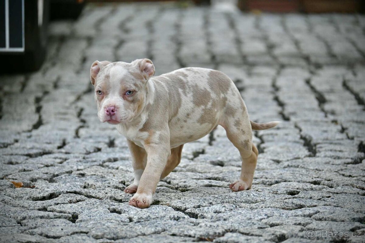Štěňátka American Bully - 12