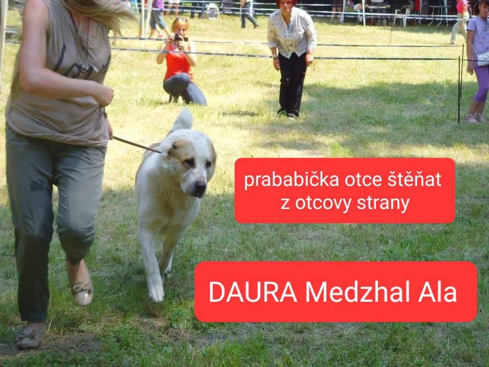 SAO-Středoasijský pastevecký pes-štěňata - 12