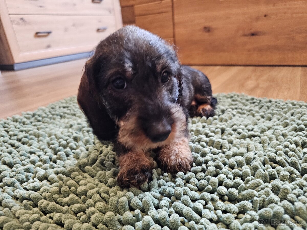 Jezevčík drsnosrstý standard POSLEDNÍ VOLNÁ FENKA - 12