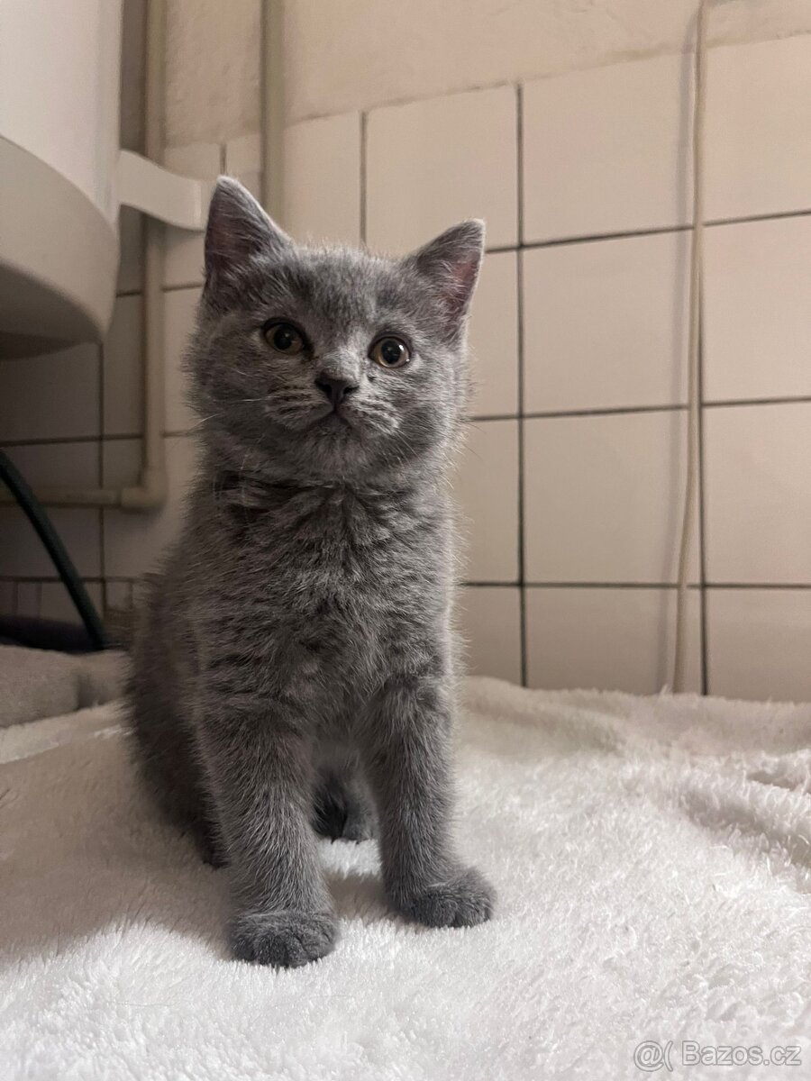 Britská modrá koťátka - 12