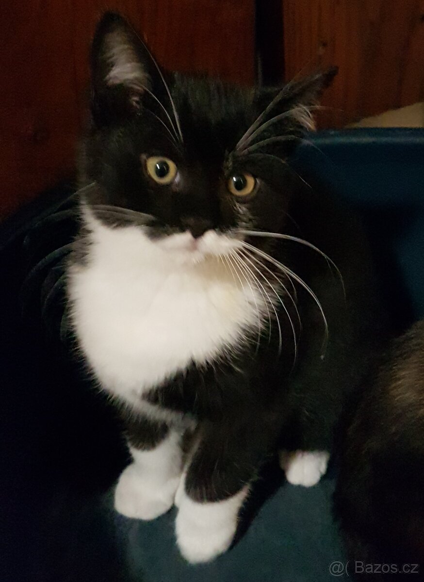 Darujeme koťátka - 12