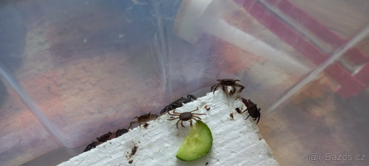 Akvarijní ryby,šneci,krevetky,rostliny - 12