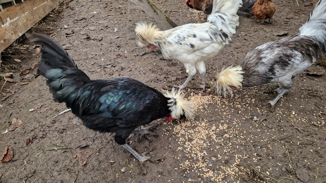 Kohouti Holanďanky, Hedvábničky - 12